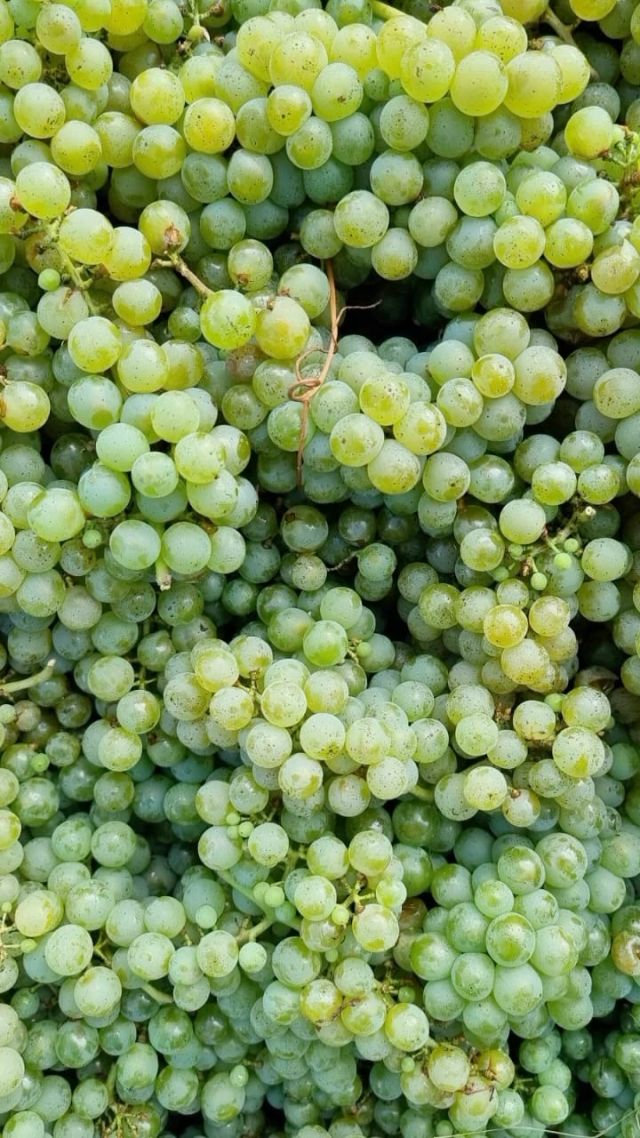 Schnipp Schnapp, Trauben ab 🍇✂️Die Flein-Ernte ist bereits voll im Gange 🤩🚜 ☀️ und da greifen alle zusammen 💪 #geschwisterundderwein #sortenreinertraubensaft #feelingflein @flein.sortenrein